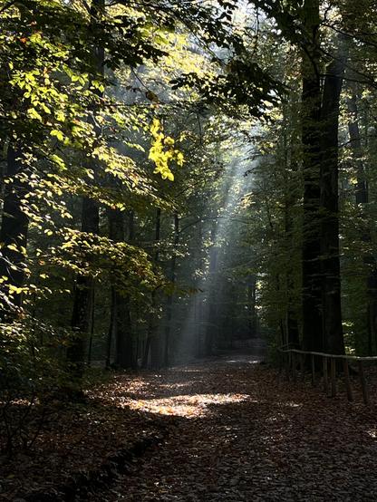 Ein Waldweg, Laubbäume, Sonnenstrahlen sind im sich verflüchtigenden Nebel zu sehen.