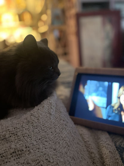 Chat gris regardant Castle