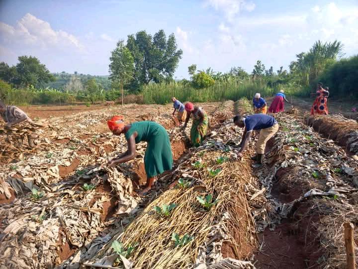 Young farmers putting new crops in the soil