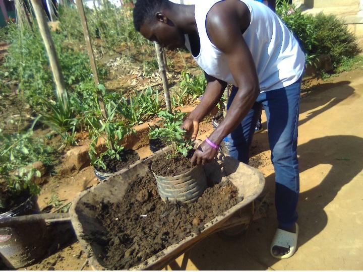 A young farmer planting a tomato plant in containers.