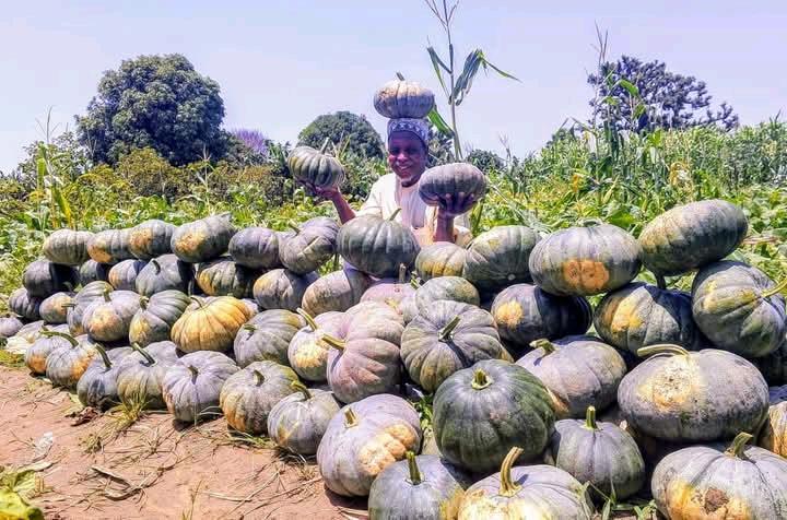 An old man holding pumpkins harvested from our garden