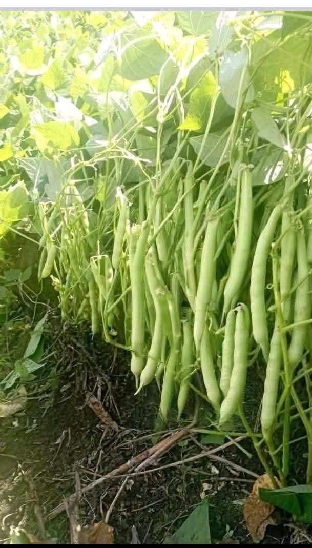 Beans ready for harvest.