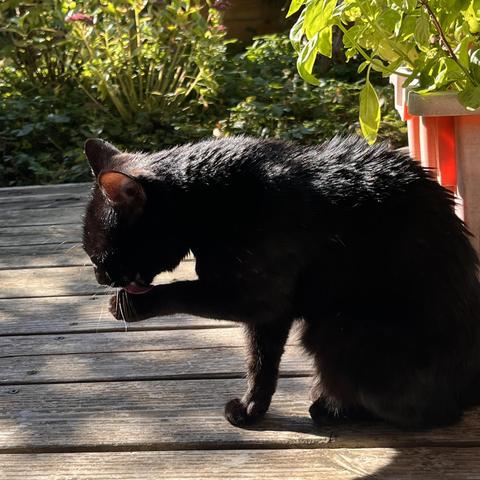 Eine schwarze Katze in der Sonne, die ihre Pfote leckt.