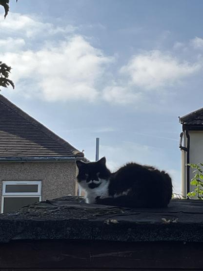 A mostly black floof of a cat, sporting a perfect curly Poirot moustache, but in white