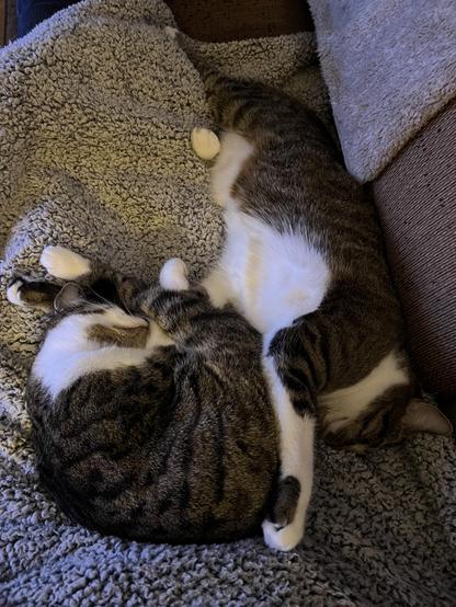 Tabby cats on a fleece blanket on the couch — Ripley curled up on my lap, and Jonesy stretched out beside me