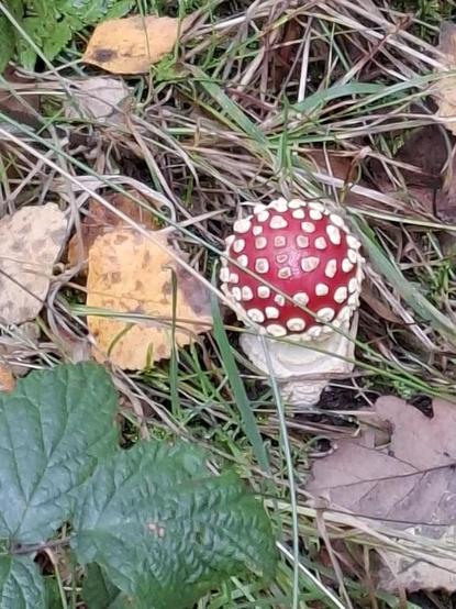 Kleiner Fliegenpilz