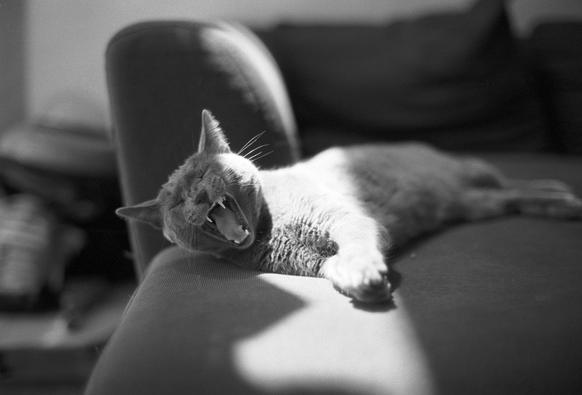 Photo en N&B d'un chat qui baille sur un canapé.