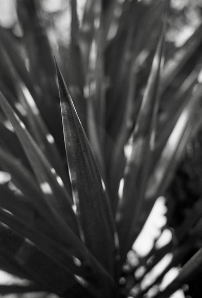 Photo N&B de la pointe épineuse de la feuille d'une plante dont j'ai complètement oublié le nom là toute de suite.
