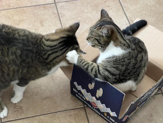 Tabby siblings — one in a shallow box on the kitchen floor — the other approaching and being swatted upside the head for it