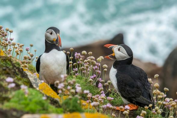 Puffin Talk
Photograph, by Wynand van Poortvliet