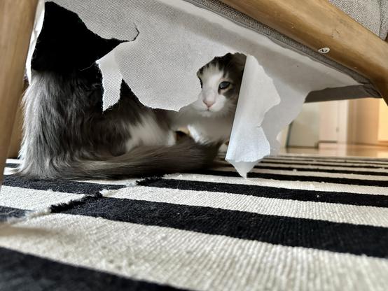 Thor, a fluffy grey and white bicolor half-Ragdoll cat, peeking out from the tattered remains of the webbing under a grey occasional chair. 