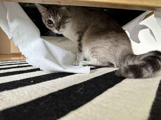 Doots, a one-eyed Lynx Point Siamese cat, sitting amongst the tattered remains of half-pulled-down upholstery webbing on the underside of a grey occasional chair. He is unbothered and unremorseful. 
