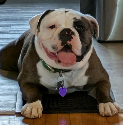 A brown and white old English bulldog laying on an air conditioning vent.