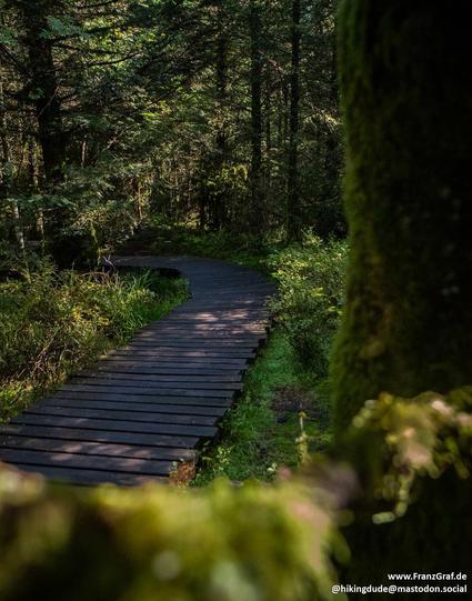 A serene scene of a wooden path winding its way through a lush forest is captured in this image. The path is surrounded by tall trees with green leaves, creating a canopy overhead. The forest floor is covered with grass and various types of vegetation. In the background, the forest continues on, creating a peaceful and natural landscape. The image evokes a sense of tranquility and connection to nature.