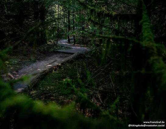 A serene scene of a wooden path winding its way through a lush forest is captured in this image. The path is surrounded by tall trees with green leaves, creating a canopy overhead. The forest floor is covered with grass and various types of vegetation. In the background, the forest continues on, creating a peaceful and natural landscape. The image evokes a sense of tranquility and connection to nature.