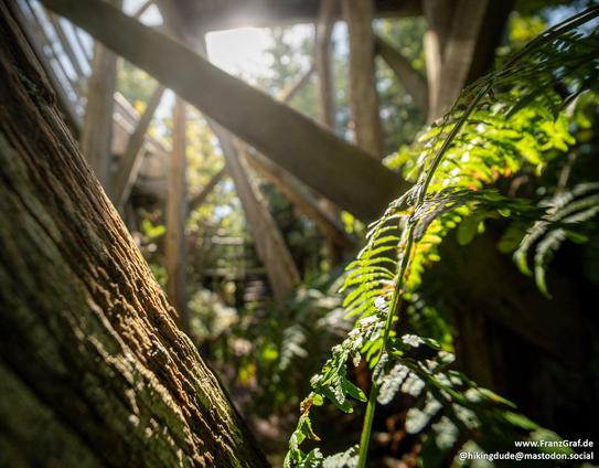 A close-up image of a fern is displayed, showcasing intricate details of the plant's structure. The fern is vibrant green in color and stands out against a dark black background. The image captures the beauty of nature, with the fern leaf prominently featured. The fern is a terrestrial plant, commonly found in jungles and forests. The image highlights the plant stem and branches, emphasizing the lush vegetation of the outdoors. 