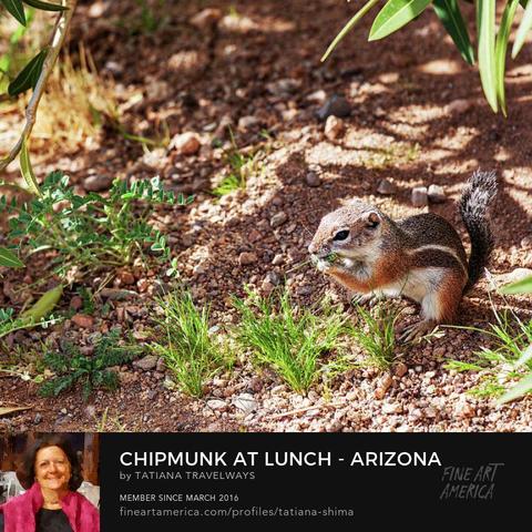 While hiking in the Mojave Desert of Arizona with my camera in hand, I noticed this cute chipmunk enjoying some fresh green snacks under a bush. Sunlight filtered through the leaves, casting soft shadows on the dry ground dotted with pebbles and small plants. His tan and brown fur with faint stripes blended perfectly with the warm earth tones, while his bright eyes and full cheeks made the moment irresistible.