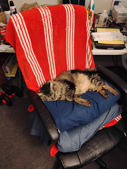 An image of Goobie [cat] resting on my computer desk chair. The chair has a red with white stripes towel covering the back and 2 pillows with blue pillow cases used as cushion.