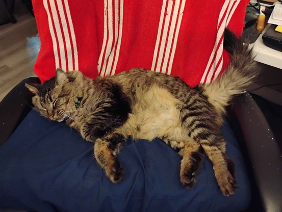 A closer image of Goobie [cat] resting on my computer desk chair. The chair has a red with white stripes towel covering the back and 2 pillows with blue pillow cases used as cushion.
