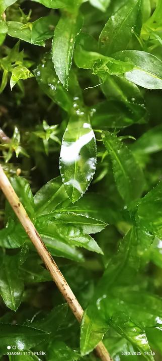 The entire surface of the macro image is covered with green moss leaves, with a brown twig lying across it. In the center of the image is a moss leaf, slightly serrated around the edges like the others, but this one is covered with water. It glistens in the reflection of the light, and you can see how thin it is, so it is translucent.