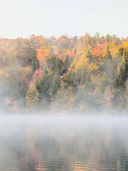 Misty water with colorful trees lining the shore, showcasing vibrant fall foliage in soft light.