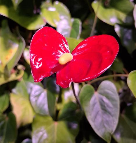 A red waxy tropical flower stands out proudly from a tangle of tropical leaves