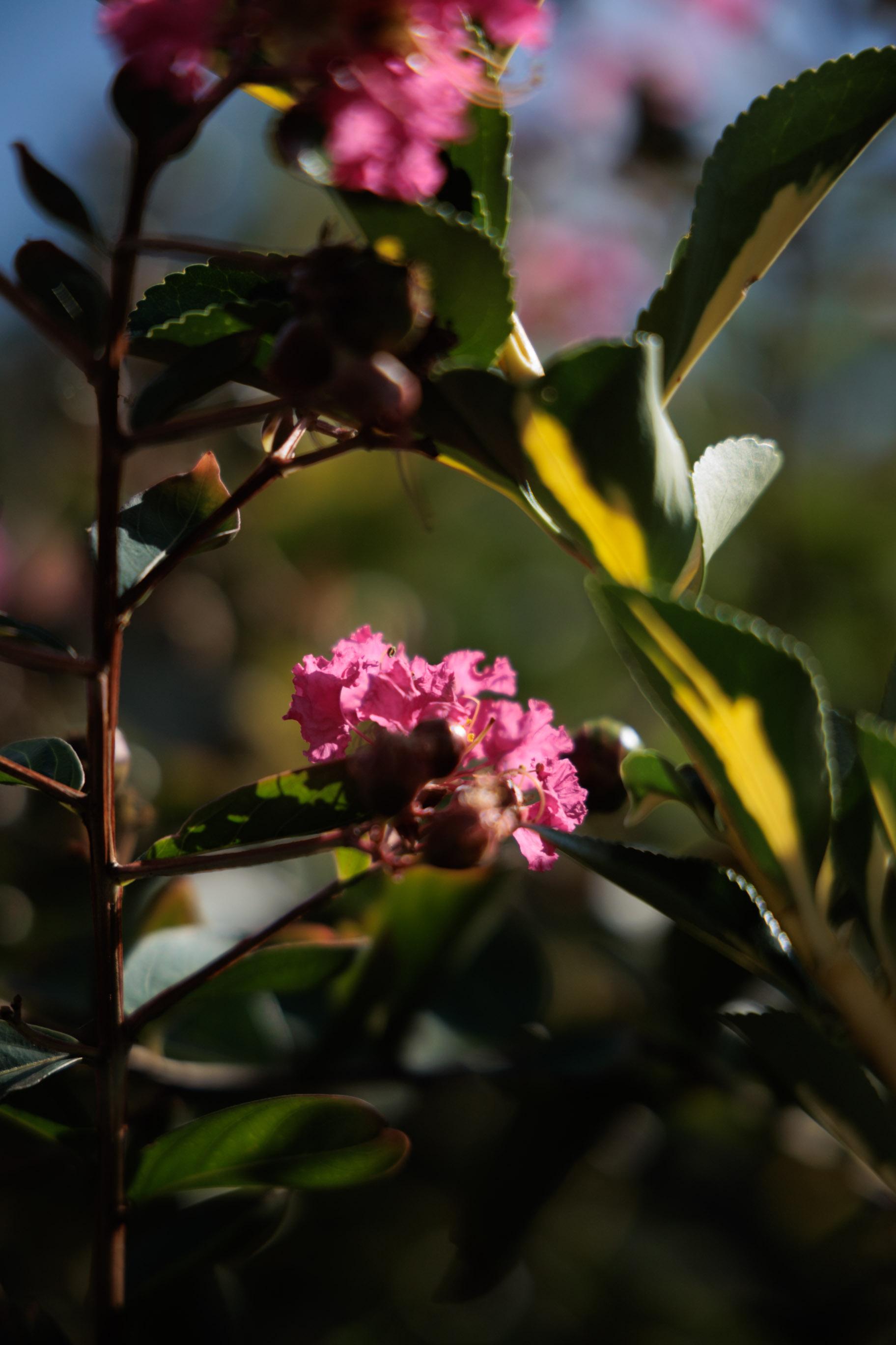 Close-up of vibrant pink flowers amid green leaves, with soft sunlight illuminating the scene and a blurred background.