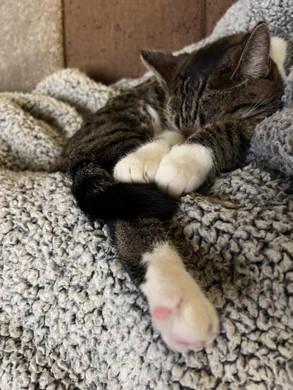 Brown & white tabby cat stretched out on my lap on a fleece blanket, her nose buried in her arms