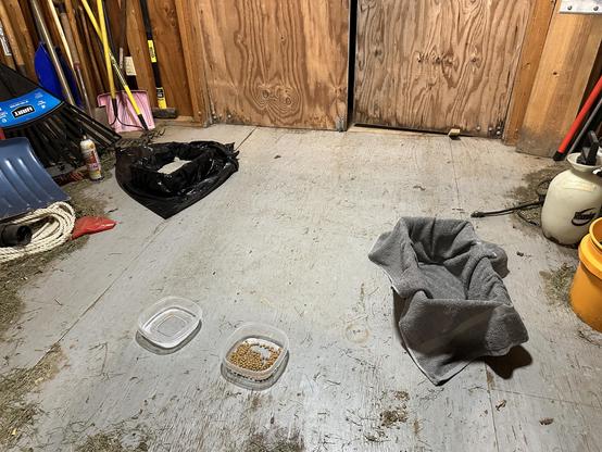 Photo of the interior of a shed with a cardboard box with a soft towel, Tupperware with cat food and water, and another cardboard box with litter in it.