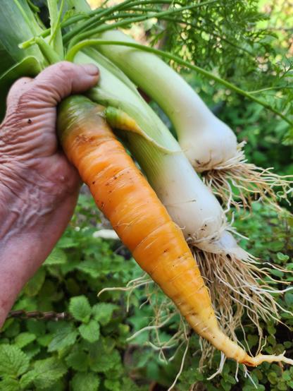 A hand holding a large  orange carrot and two fat leeks.