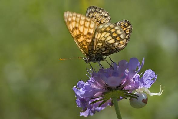 Misumena vatia predando sobre una mariposa del género Melitaea