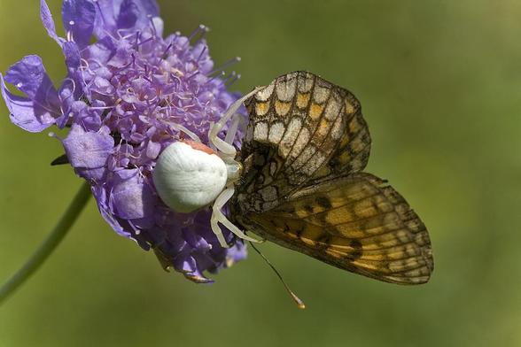 Misumena vatia predando sobre una mariposa del género Melitaea