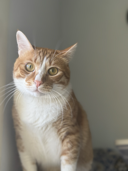 An orange cat