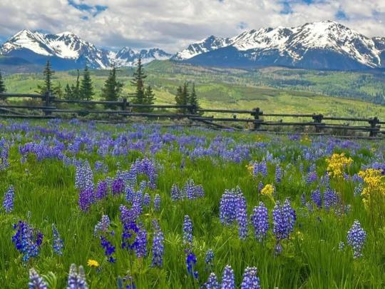 Colorado mountains with blue wildflowers (blue lupin) in the foreground.