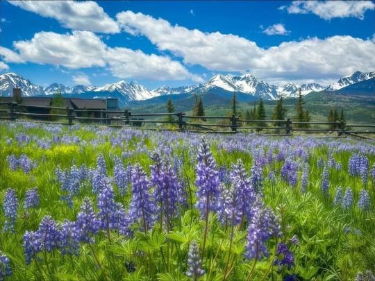 Colorado mountains with blue wildflowers (blue lupin) in the foreground and white clouds on blue sky.