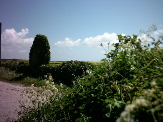 Colour photo of the ivy-clad 3.35m or 11ft tall menhir on the B3318 by Wheal Buller Farm between Newbridge and Pendeen in West Cornwall. The huge stone was found in the hedge during road widening and was re-erected in about 1980, though it's not totally certain that the stone is prehistoric. It looks the part, nevertheless. The stone sits in the hedge at the side of the road, replete with a lush overabundance of vegetation with white and pink flowers and the moors below and distant fields can be seen in the distance, beneath a blue summer sky full of low rolling clouds.