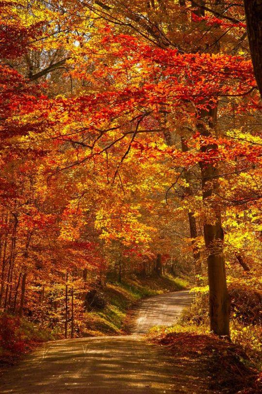 An undulating road with red autumn foliage on both sides.