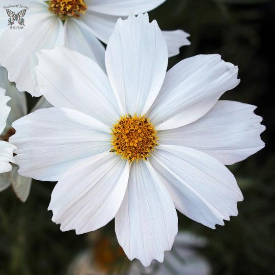 Cosmos ‘Apollo White’