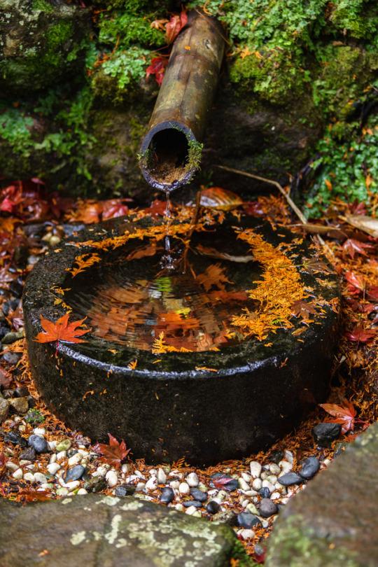 Water drips from a bamboo pipe in a wall covered by green plants into a black ceramic container covered by autumn leaves.