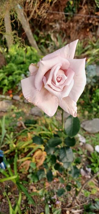 Rose du jardin