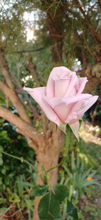 Rose du jardin