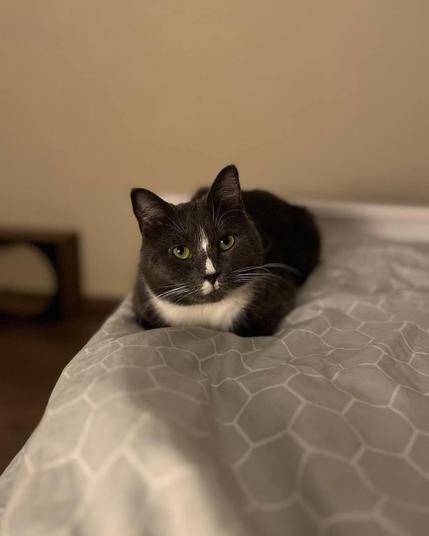 A beautiful black-and-white cat with bright green eyes sits calmly on a bed covered with a soft, patterned gray blanket.