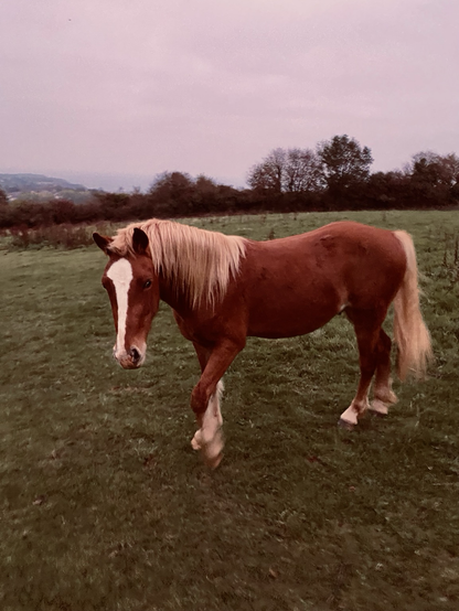 Friendly horse on the way to Mansands just after 7am this morning