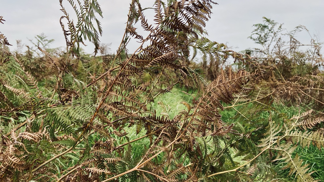 Ferns on the way to Sharkham Point this morning at about 8am