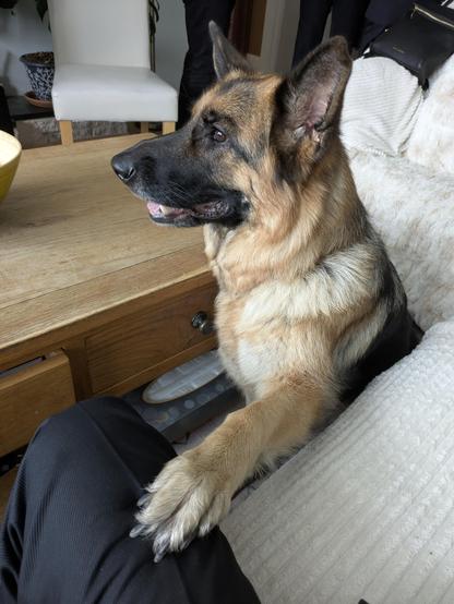 Millie is very keen to let me know she wants my egg sandwich