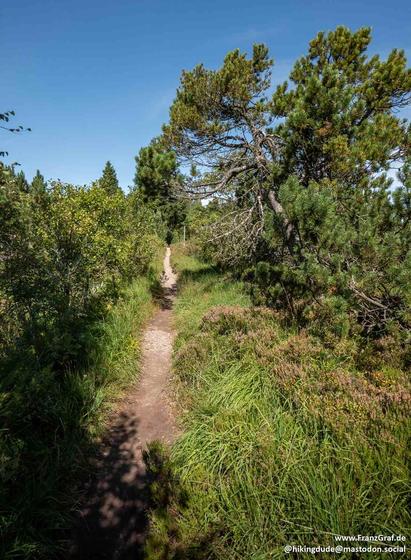 A picturesque and inviting hiking trail winding through a sunlit forest, surrounded by lush greenery and wild vegetation. The narrow path is bordered by vibrant shrubs, tall grasses, and coniferous trees, creating a sense of adventure and exploration. The clear blue sky above adds to the refreshing and tranquil atmosphere, making it an ideal setting for a peaceful hike in nature.