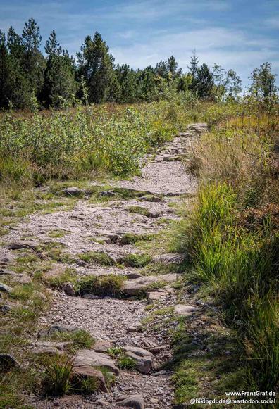 A beautifully rustic stone path winding through a wild, natural landscape, inviting hikers to explore the great outdoors. The trail, constructed from irregular stone steps, meanders through a mix of tall grasses, wildflowers, and shrubs, creating a picturesque and serene setting. The backdrop of evergreen trees under a clear blue sky adds to the sense of adventure and tranquility, making it an idyllic spot for a peaceful hike in nature.