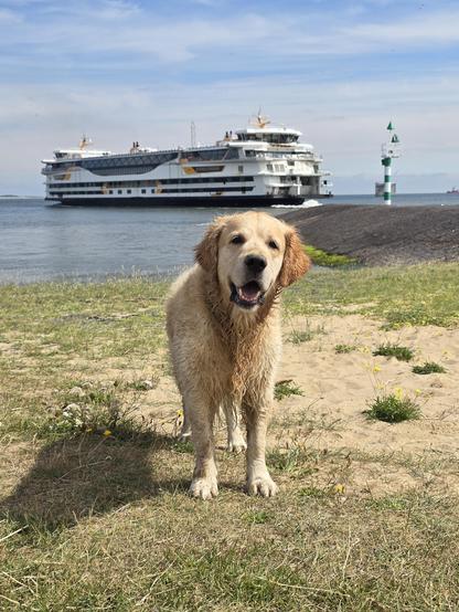 Golden Retriever Bommel voor de veerhaven van Den Helder #Teso