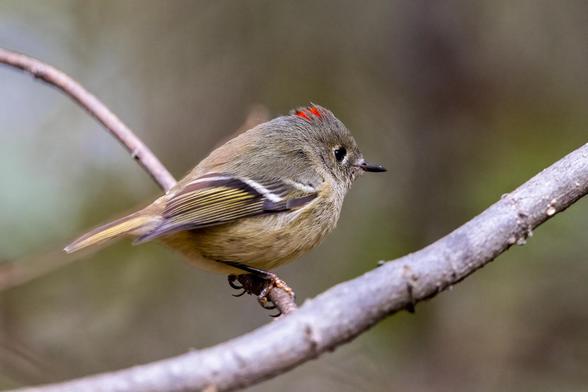 Weeding thru the photos from a 5.5 kilometer wildlife walk in Windsor's Black Oak Heritage and Ojibway Urban National Park. I got to see a lot of kinglets like this male Ruby-crowned Kinglet. They're my favorite small bird. So tiny! 