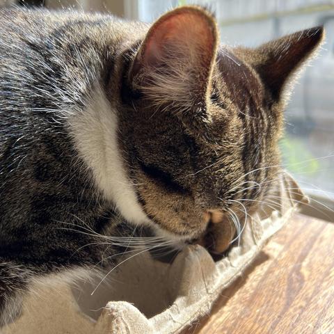 Sleeping tabby, nose-down in an egg carton, sitting on the kitchen table by the window, sun pouring in on her head